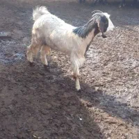 بز غاله دورگ پاکستانی|حیوانات مزرعه|رامند, |دیوار