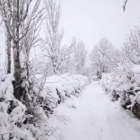 برنج کامفیروزی اعلا