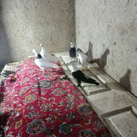 فروشی|پرنده|تاکستان, |دیوار