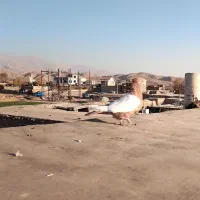 المانی زرد|پرنده|نیشابور, تیپ زرهی ۲۱  امام رضا (ع)|دیوار