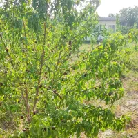 باغ ۱۰۰۰ متری در بهترین منطقه گلپایگان