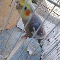 عروس سینامون|پرنده|سراوان, |دیوار