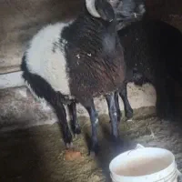 فروش بره نر چاق