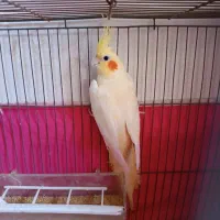 عروس هلندی|پرنده|مبارکه, |دیوار