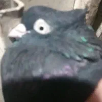 ماده چشم نوک سفید
