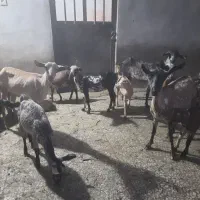 بز و کهره|حیوانات مزرعه|بندرعباس, |دیوار