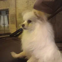 سلام پامراصل روباهی خوشکل بازیگوش حرف گوش کن