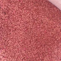 گندم دیم صدرا