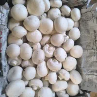 پخش قارچ کلبه
