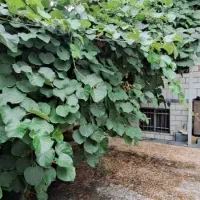 230متر ویلایی|فروش خانه و ویلا|تهران, علم و صنعت|دیوار