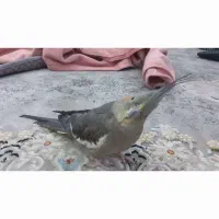 عروس هلندی ماده