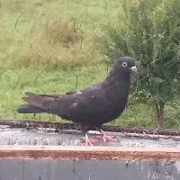 کبوتر پرشی|پرنده|قائم‌شهر, |دیوار