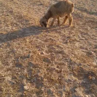 بره کوه