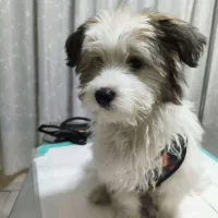 واگذاری|سگ|شاهین‌شهر, خانه کارگر|دیوار