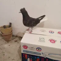 کفتر|پرنده|مشکیندشت, |دیوار