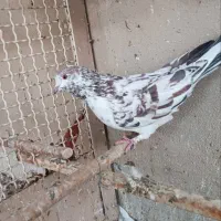 کفتر خوب|پرنده|قم, انسجام|دیوار