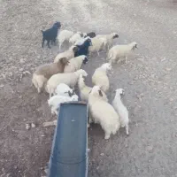 بره پرواری|حیوانات مزرعه|کرمانشاه, |دیوار