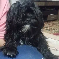 سگ با اصالت پاکوتاه شیتزو