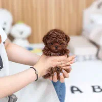 توله و بالغ سگای آپارتمانی