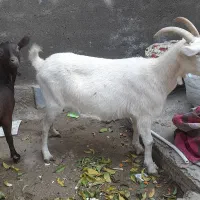 گوسفند حیوان بز سانن ماده شیر دار بجا دار