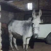 الاغ ماده جوان