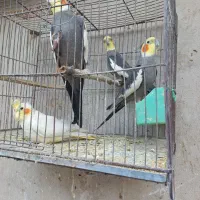 عروس هلندی
