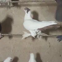 امپراتور ماده