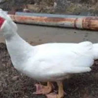 اردک اسراییلی نرسفیدسنگین وزن