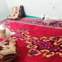 طوقی الفلاحیه