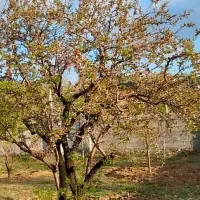 ویلا با چاه آب اختصاصی در  باغ|فروش خانه و ویلا|صوفیان, |دیوار