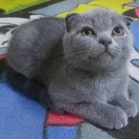 بچه گربه اسکاتیش دبل فولد