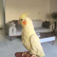 عروس هلندی لوتینو