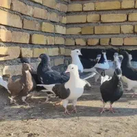 کبوتر پشت دار قهوه ای|پرنده|تاکستان, |دیوار