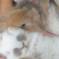 یک عدد خرگوش نر قهوه ای نژاد هلندی بالغ|موش و خرگوش|اردبیل, |دیوار