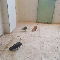 سه عدد بچ کلاغ