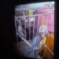 فروش عروس هلندی|پرنده|کاشان, یزد‌آباد|دیوار