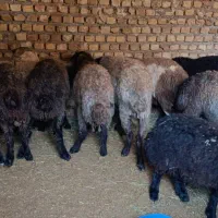 9راس بره نر 35کیلو|حیوانات مزرعه|قزوین, |دیوار