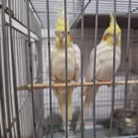 عروس هلندی لوتینو