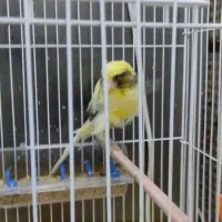 قناری ابلغ رسمی|پرنده|تفت, |دیوار