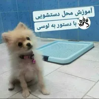 مشاوره تربیت و آموزش ، مربی و تعلیم دهنده تخصصی سگ|خدمات آموزشی|تهران, فدک|دیوار