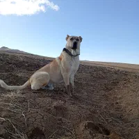 سگ نگهبانی و گله