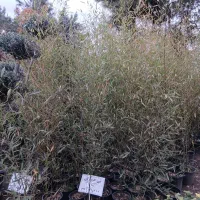 نی خیزران(بامبو خاکی)