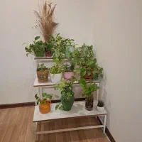 استند گل|گل و گیاه طبیعی|فردیس, خیام غربی|دیوار