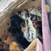 جوجه عمده|حیوانات مزرعه|رشت, آب آسیاب|دیوار