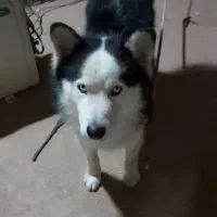 سگ هاسکی نر|سگ|قم, چهل اختران|دیوار