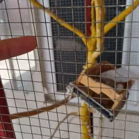 قفس|لوازم جانبی حیوانات|طارم, |دیوار