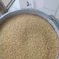 فروشگاه خشکبار و حبوبات و برنج و شکلات|خوردنی و آشامیدنی|زنجان, |دیوار