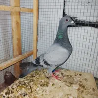 جوجه پلاکی