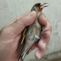 جوجه سهره کرمونی