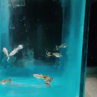 ماهی گوپی|ماهی|پاکدشت, پاکدشت (مامازند)|دیوار